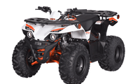 2026 Bull