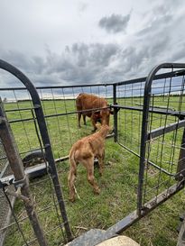 New 2026 Safetyzone ATV Calf Catcher 