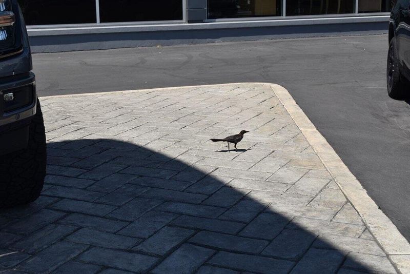 New 2025 Ford F-150 XLTImage 25